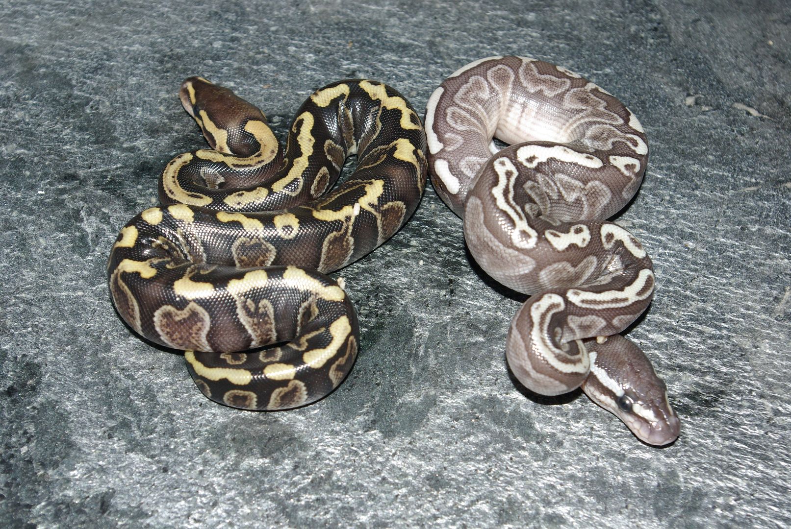 For Sale Chocolate Lesser Ghi Female FaunaClassifieds